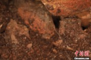 北京江西发现蜘蛛新物种 为研究呵叻蛛属适应区域提供依据