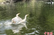 北京吉林：罕见白鸬鹚连续两年“故地重游”