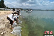 北京云南江川举行增殖放流活动 逾54万尾鱼游入星云湖
